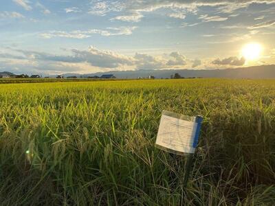 【令和7年産 新米】南魚沼産コシヒカリ 5kg  井口農場こだわりの 特別栽培米