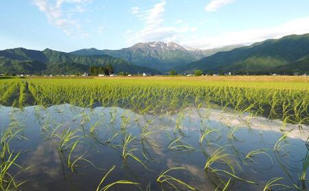 平成29年度 新米 徳島産 こしひかり 玄米30キロ✖︎3の+