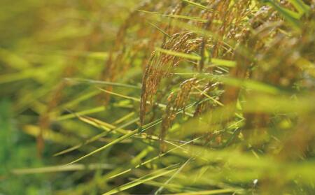 【令和7年産】関智晴がつくる南魚沼塩沢産コシヒカリ15kg(5kg×3個) 減農薬栽培米【2025年9月中旬より順次発送予定】