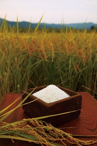 【令和7年産】【定期便】自遊人セレクト　南魚沼産コシヒカリ5kg×毎月12ヶ月