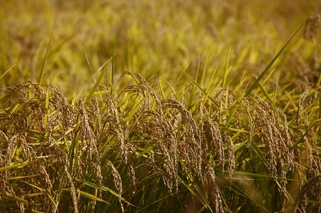 【令和7年産】【定期便】自遊人セレクト　南魚沼産コシヒカリ5kg×毎月12ヶ月