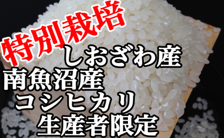 特別栽培 生産者限定 南魚沼しおざわ産コシヒカリ2Kg