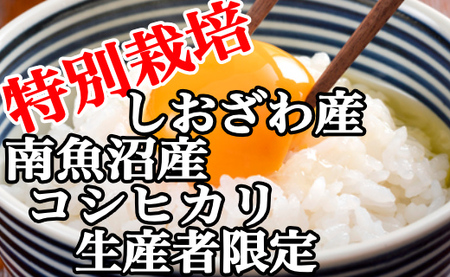 定期便：2Kg×12ヶ月】特別栽培 生産者限定 南魚沼しおざわ産コシヒカリ