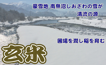 【定期便】玄米 生産者限定 南魚沼しおざわ産コシヒカリ5Kg×6ヶ月