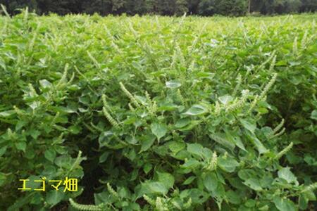 南魚沼市雲洞産エゴマ油100ml2本 粉3 葉茶2 セット