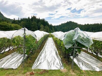 【南魚沼産カベルネ・ソーヴィニヨン】繊細な赤”やま庭のワイン”750ml 　1本