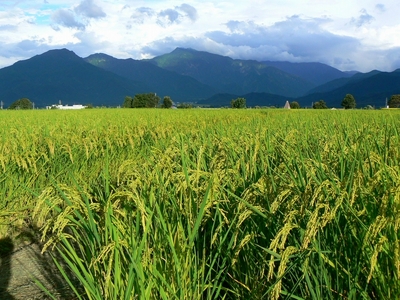 【令和７年度産】《語り伝えられる地》南魚沼しおざわ産コシヒカリ５Ｋｇ（白米）