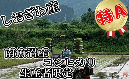 【令和7年産】【定期便】玄米 南魚沼しおざわ産コシヒカリ4Kg×12ヶ月