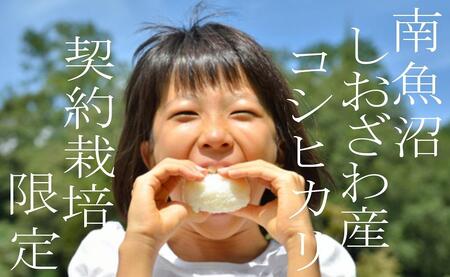 【令和7年産】【定期便】契約栽培限定 南魚沼しおざわ産コシヒカリ5Kg×6ヶ月