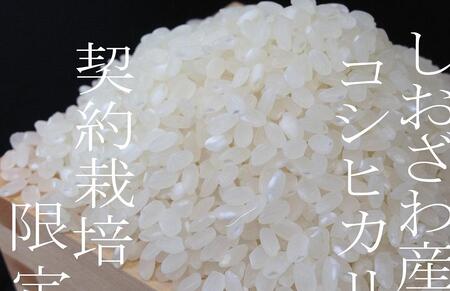 【令和7年産】【定期便】契約栽培限定 南魚沼しおざわ産コシヒカリ10Kg×12ヶ月