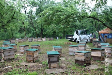 さいき養蜂園 天然ピュアはちみつ アカシア３００ｇ 2本 | 新潟県