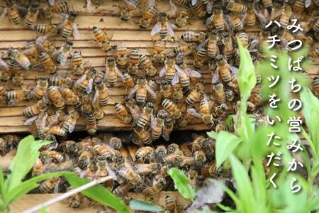 さいき養蜂園　　天然ピュアはちみつ　アカシア３００ｇ　2本