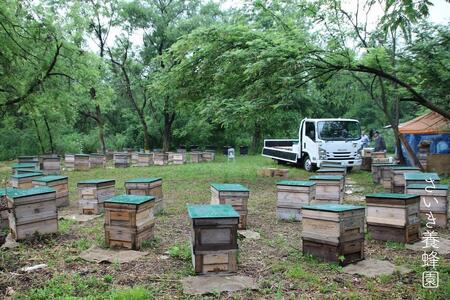 さいき養蜂園　天然ピュア蜂蜜　アカシア １ｋｇ　はちみつ 国産