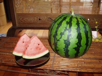 【先行予約】八色原西瓜 大玉1玉【2026年7月下旬発送】【お届け日時指定不可】