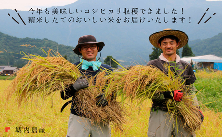 福岡県産　コシヒカリの藁　約10キロ 福岡県産コシヒカリ藁約10キロ