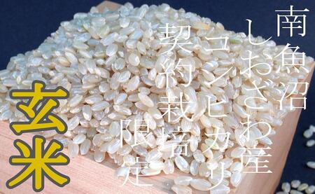 【定期便10Kg×3ヶ月】●玄米● 生産者限定 南魚沼しおざわ産コシヒカリ
