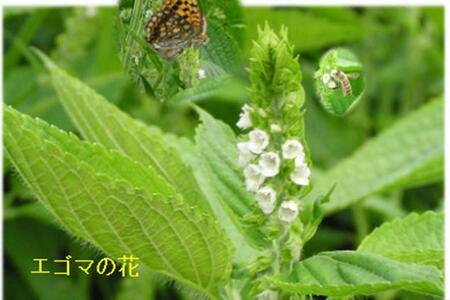 どん産エゴマ油150ml まる瓶２本 別名「じゅうねん」10年長生き出来るかも！