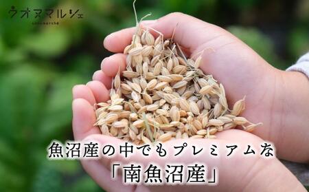 【お米定期便/全１２回】 おかずのいらない 魚沼産コシヒカリ　無洗米１０ｋｇ