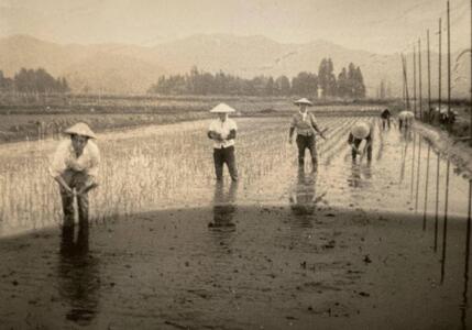 【定期便】【令和7年産】5kg×3ヶ月　厳選こだわり南魚沼産コシヒカリ「こまがた農園のお米」