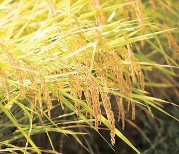 【R7年産】【定期便】南魚沼産コシヒカリ精米5kg×12回 山本家【従来品種】