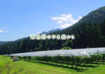 カベルネ・ソービニヨンの辛口スパークリングワイン 2本セット