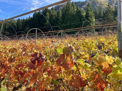 カベルネ・ソービニヨンの辛口スパークリングワイン 小瓶6本セット