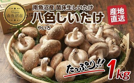 八色 しいたけ 1kg シイタケ 椎茸 生しいたけ 生シイタケ きのこ キノコ 菌床栽培 肉厚 鍋 バーベキュー おかず おつまみ 贈答 ギフト 越季 新潟県 南魚沼市