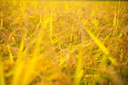 【令和7年産】 有機JAS認定米「南魚沼産コシヒカリ」精米5kg×2袋 有機栽培米【新潟県 特A地区】