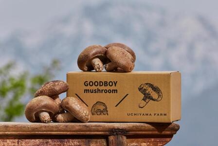 【新潟県 南魚沼産】うちやま農園の極上肉厚しいたけ ５００ｇ