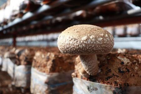 【新潟県 南魚沼産】うちやま農園の極上肉厚しいたけ ５００ｇ