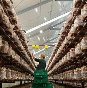 【新潟県 南魚沼産】うちやま農園の極上肉厚しいたけ 1kg（500g×2箱）