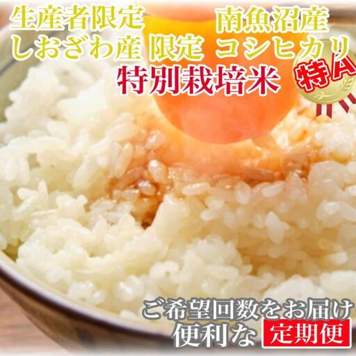 【令和7年産】【定期便5kg×3ヶ月】特別栽培 しおざわ産限定 生産者限定 南魚沼産コシヒカリ【2025年10月上旬より順次発送予定】