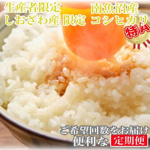 【令和7年産】【定期便4kg×12ヶ月】しおざわ産限定 生産者限定 南魚沼産コシヒカリ【2025年10月上旬より順次発送予定】