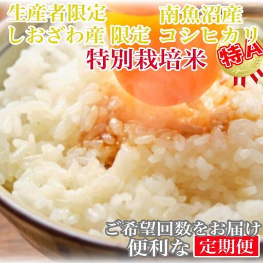 【令和7年産】【定期便10kg×12ヶ月】特別栽培 しおざわ産限定 生産者限定 南魚沼産コシヒカリ【2025年10月上旬より順次発送予定】