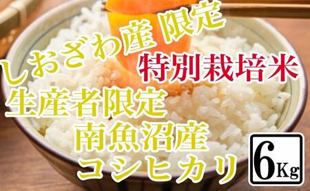 【令和7年産】【精米6kg】特別栽培 しおざわ産限定 生産者限定 南魚沼産コシヒカリ【2025年10月上旬より順次発送予定】