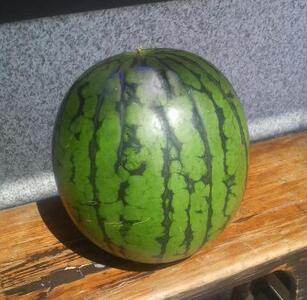 先行予約【新潟県南魚沼産】八色原スイカ 小玉２玉【2026年7月中旬発送】【お届け日時指定不可】