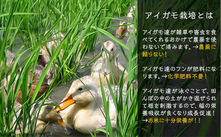 16-17【12ヶ月連続お届け】新潟県胎内産「有機JAS合鴨栽培」コシヒカリ5kg(精米)