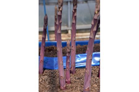 紫アスパラ（L～2L型）約1kg【新潟県聖籠町産】