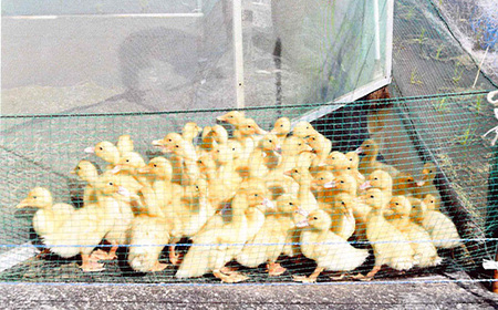 新潟県産コシヒカリ有機米（合鴨農法）5kg【北斗ファーマーズ】