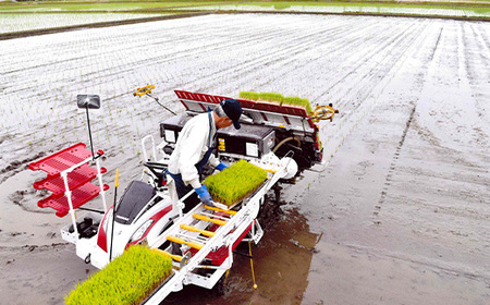 新潟県産コシヒカリ有機米（合鴨農法）5kg【北斗ファーマーズ】