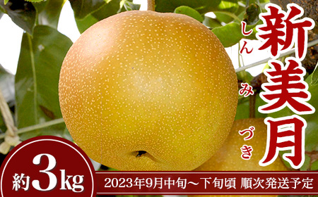 【数量限定】聖籠産梨「新美月」