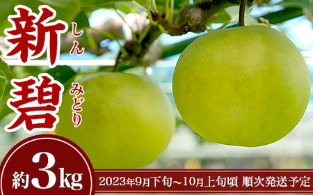 聖籠産梨「新碧」