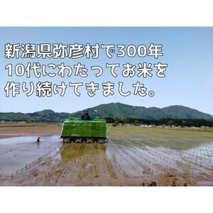 新潟県弥彦村石井農園 令和7年産コシヒカリ【白米 10kg】_新潟産コシヒカリ_【1508847】