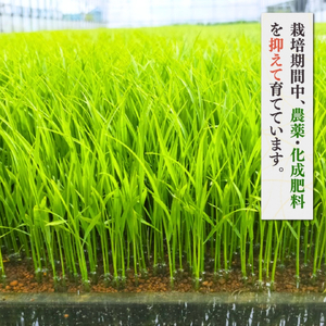 新県弥彦村石井農園 令和7年産コシヒカリ 食べ比べセット＜白米5kg･玄米5キロ＞ | コシヒカリ