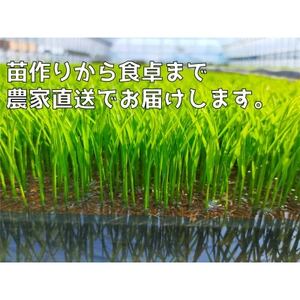 新潟県弥彦村石井農園　令和7年産 コシヒカリ【玄米 20kg】【1538645】