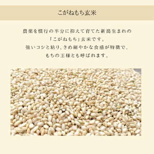 新潟県弥彦村石井農園 令和7年産 こがねもち＜玄米 5kg＞ | こがねもち