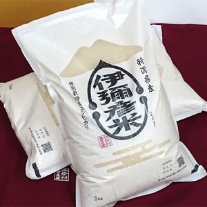 令和5年産　特別栽培米コシヒカリ「伊彌彦米」30kg【1006487】