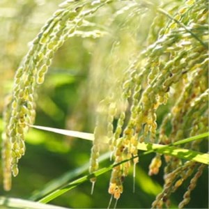 令和7年産特別栽培米コシヒカリ「伊彌彦米」5kg【1125999】