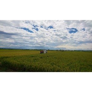 令和7年産特別栽培米コシヒカリ「伊彌彦米」5kg【1125999】