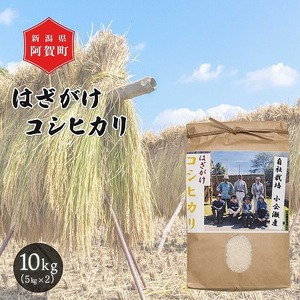 米 10kg 新潟県産 コシヒカリ はざ掛け 天日干し 令和6年産 越後奥阿賀産 5kg×2袋 | 小会瀬 はざがけ こしひかり 一等米 送料無料  お取り寄せ お米 白米 精米 | 新潟県阿賀町 | ふるさと納税サイト「ふるなび」